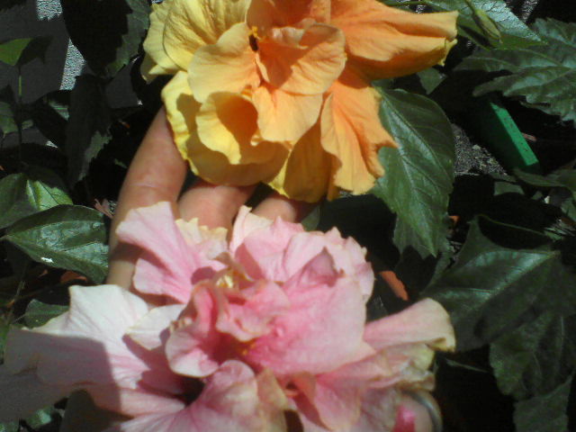 P01-07-12_12.31[3] - hibiscus