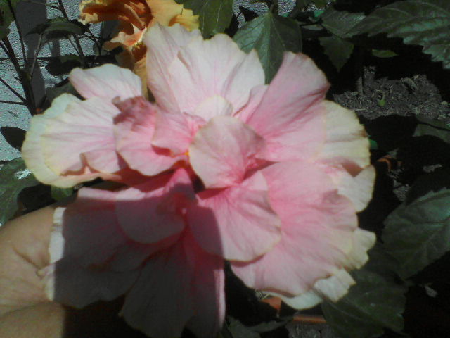 P01-07-12_12.32[1] - hibiscus