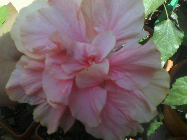 P01-07-12_12.32[3] - hibiscus
