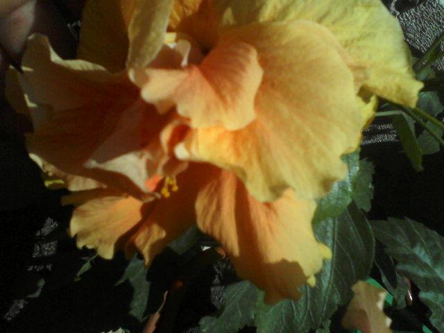 P01-07-12_12.32[4] - hibiscus