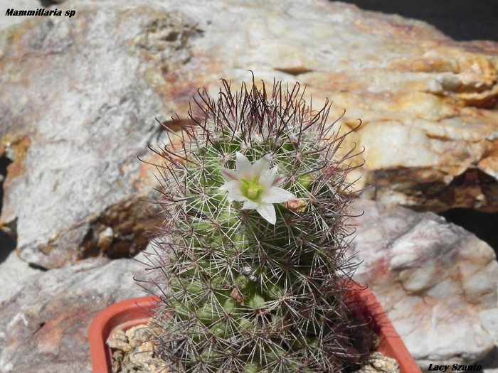 Mammillaria sp