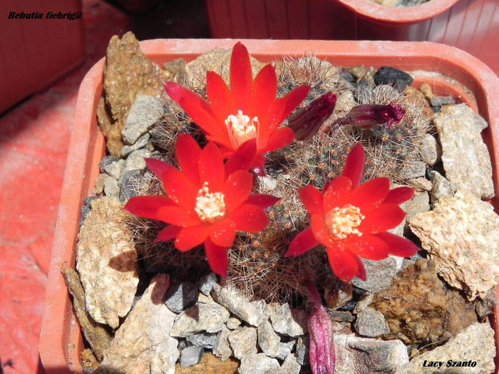 Rebutia fiebrigii