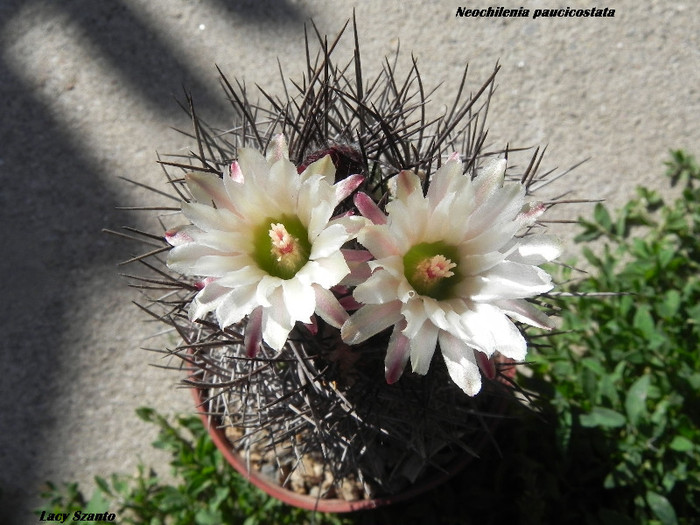 Neochilenia paucicostata