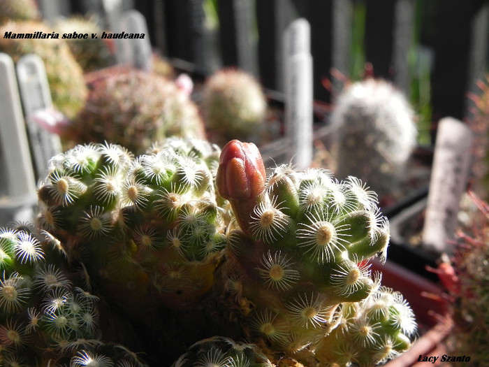 Mammillaria saboe v. haudeana