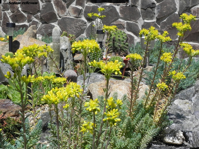 Sedum reflexum - plante hardy