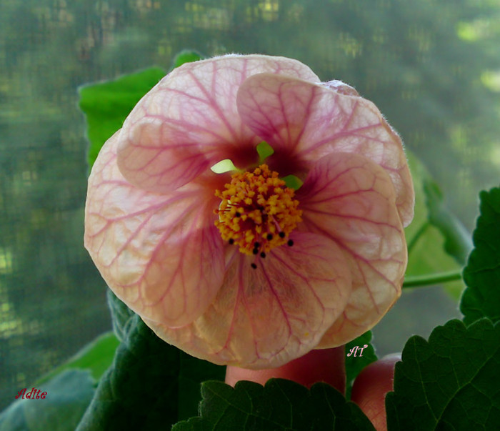  - Abutilon