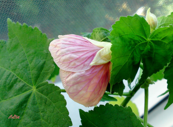  - Abutilon