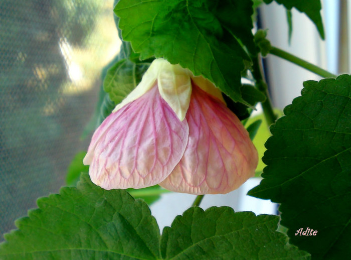  - Abutilon