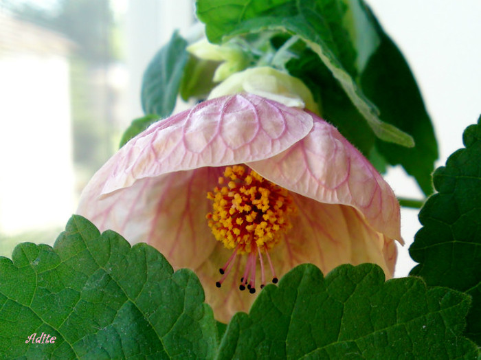  - Abutilon