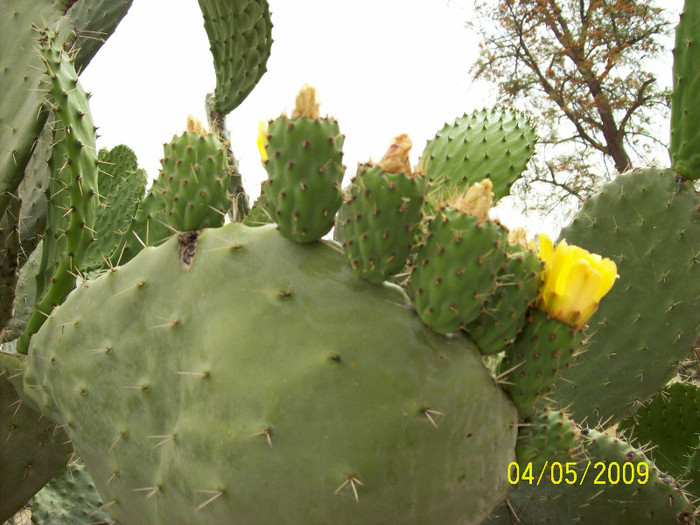 FLORI DE CACTUS..