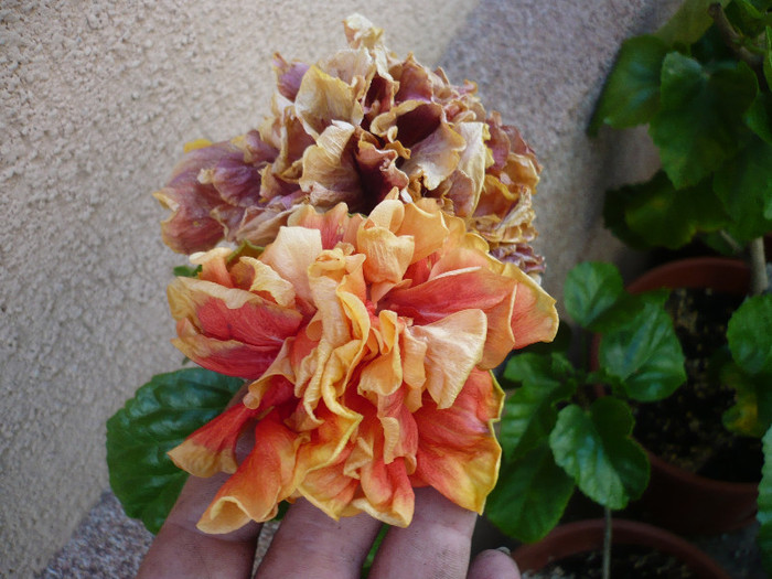P1150341