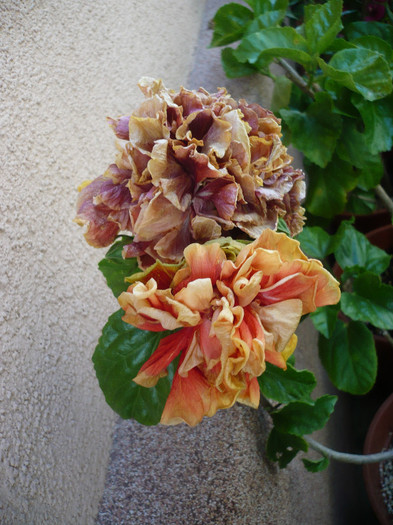 P1150342