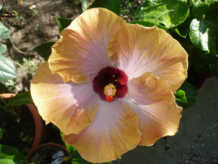 P1150344