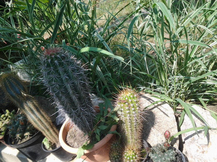 2012-07-02 12.08.09 - cactusi de vinzare