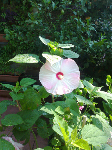 Fotografie1077 - hibiscus muscheutos