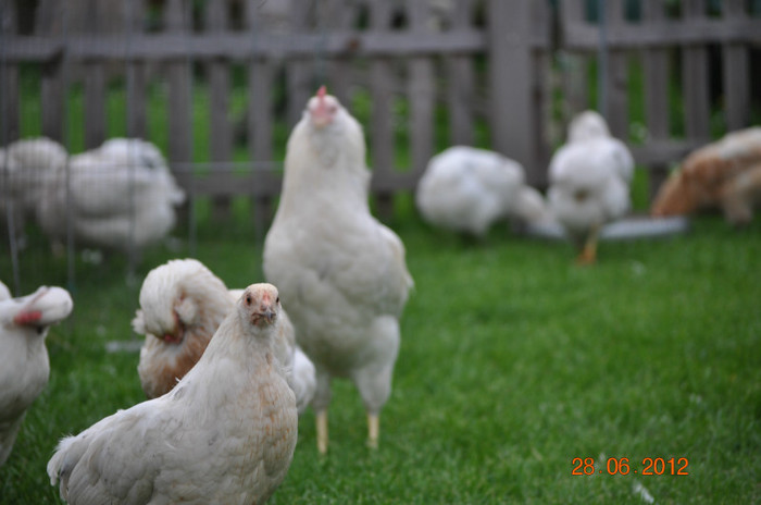 DSC_0036 - araucana albe