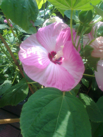 Fotografie1065 - hibiscus muscheutos