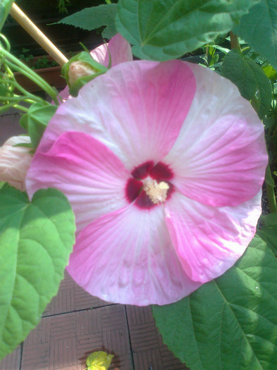 Fotografie1064 - hibiscus muscheutos