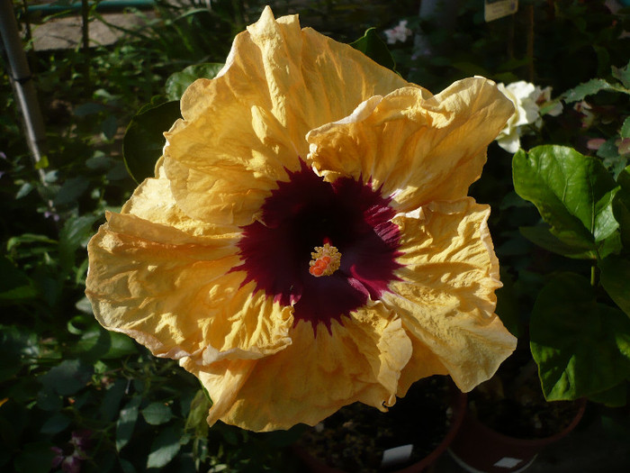 P1150361 - HIBISCUSI 2012-2