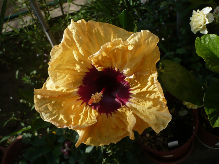 P1150362 - HIBISCUSI 2012-2