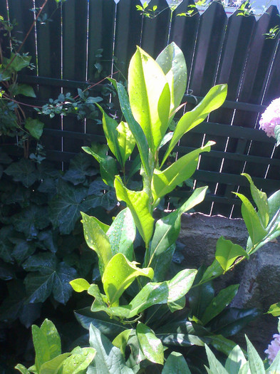 Fotografie1093 - magnolia grandiflora