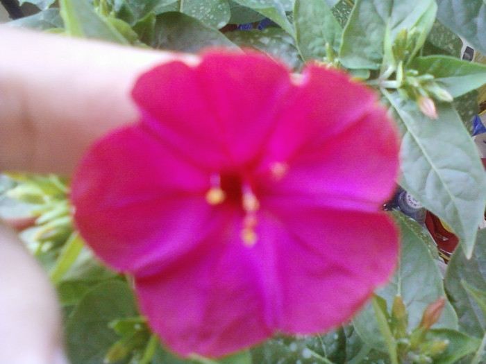 2 iulie 2012-flori 007