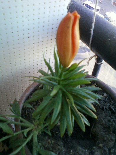 crinisor...