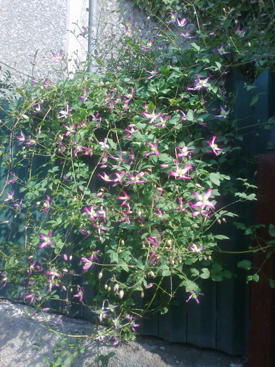 Fotografie0880 - clematis flamulla rubromarginata