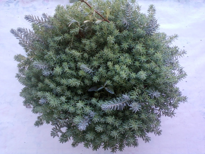 plante "grase"...