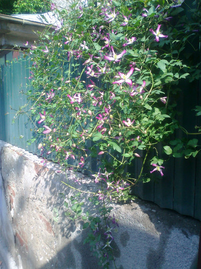 Fotografie0881 - clematis flamulla rubromarginata