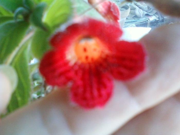 kohleria...? - iulie 2012-flori