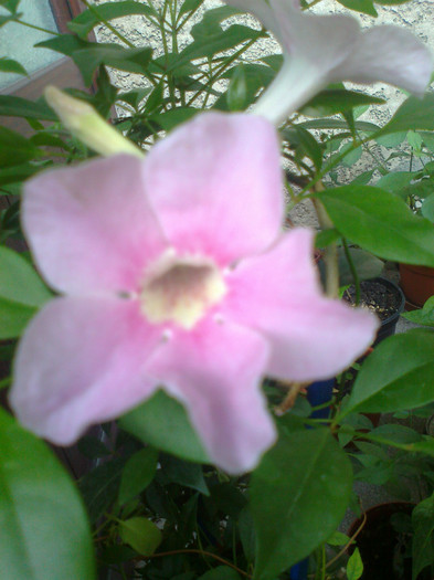 pandorea