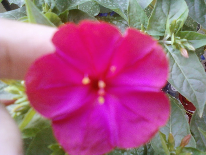 mirabilis jalapa-barba imparatului - mirabilis jalapa