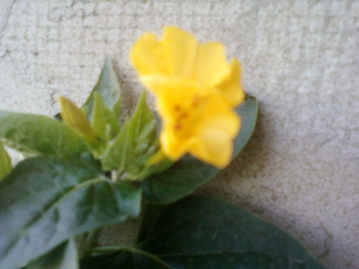 2 iulie 2012-flori 029 - mirabilis jalapa