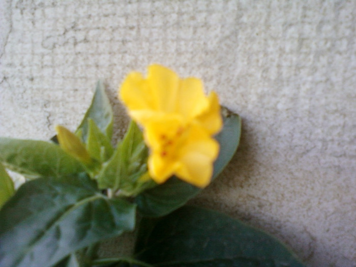 2 iulie 2012-flori 031 - mirabilis jalapa