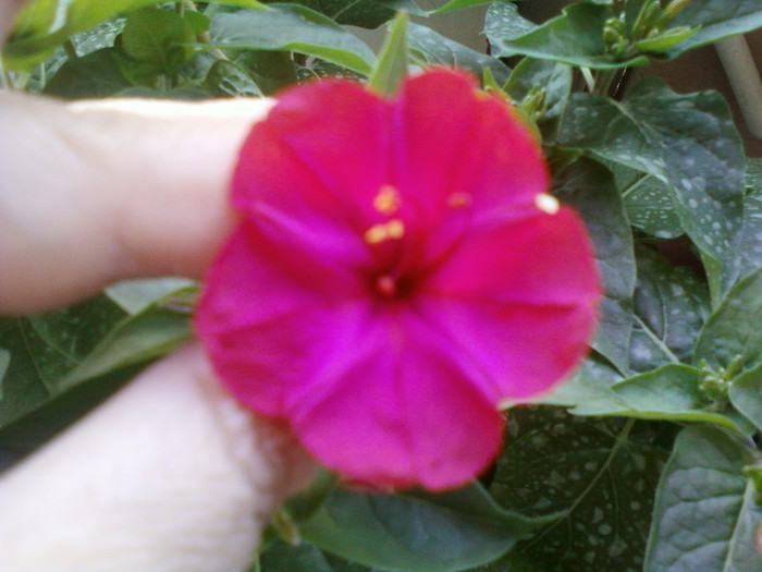 2 iulie 2012-flori 032 - mirabilis jalapa