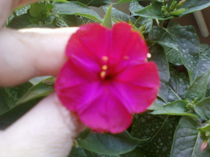 mirabilis jalapa-barba imparatului - mirabilis jalapa