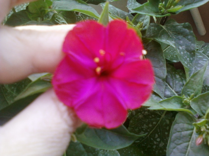 2 iulie 2012-flori 037 - mirabilis jalapa