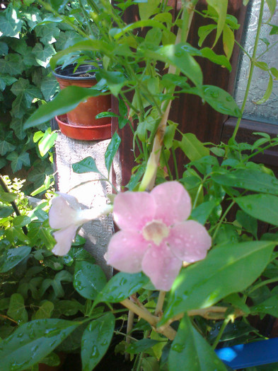 Fotografie1071 - pandorea jasminoides rosea