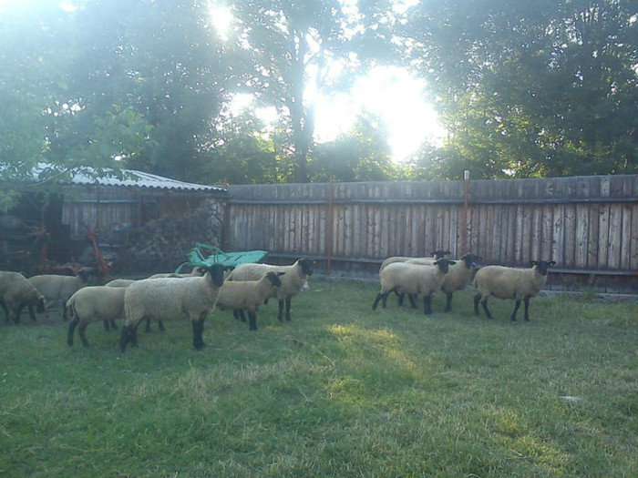 de vanzare in romania acum-iul