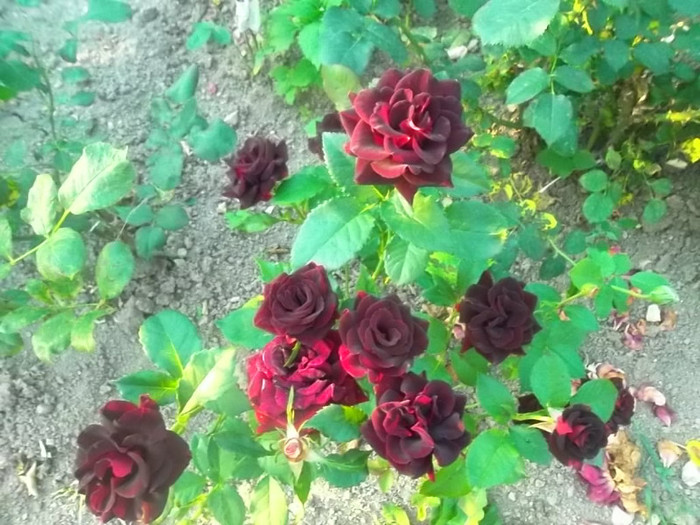 hocus pocus - trandafiri 2012