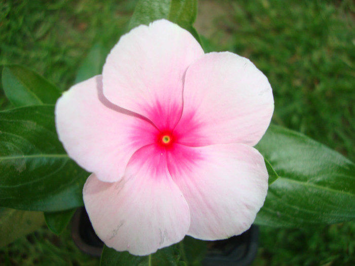  - florile mele2