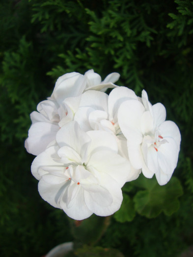  - florile mele2