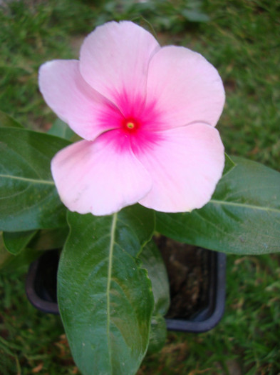  - florile mele2