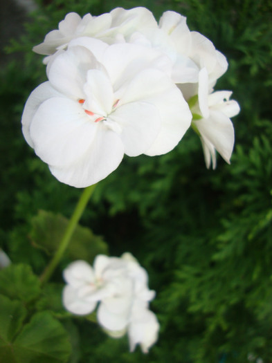  - florile mele2