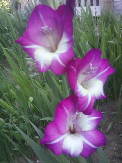 Fotografii-0039 - Gladiole 2012