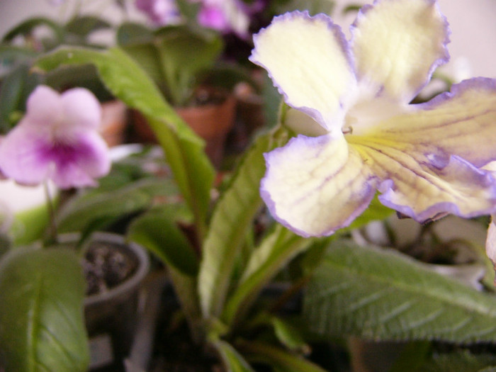Seren - Streptocarpus