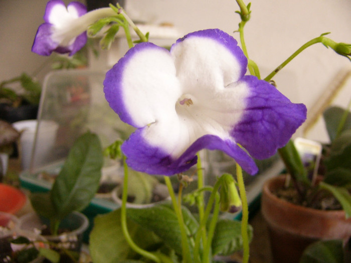 Roulette Azure - Streptocarpus