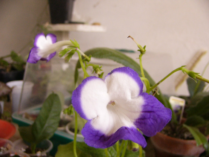 Roulette Azure - Streptocarpus