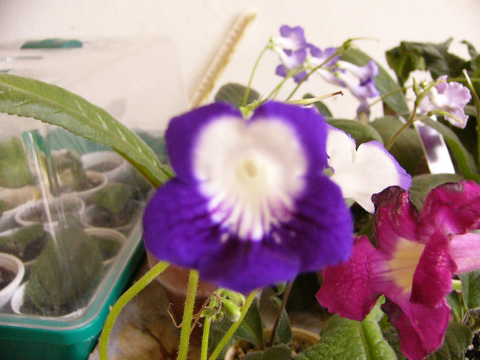 Roulette Azure - Streptocarpus